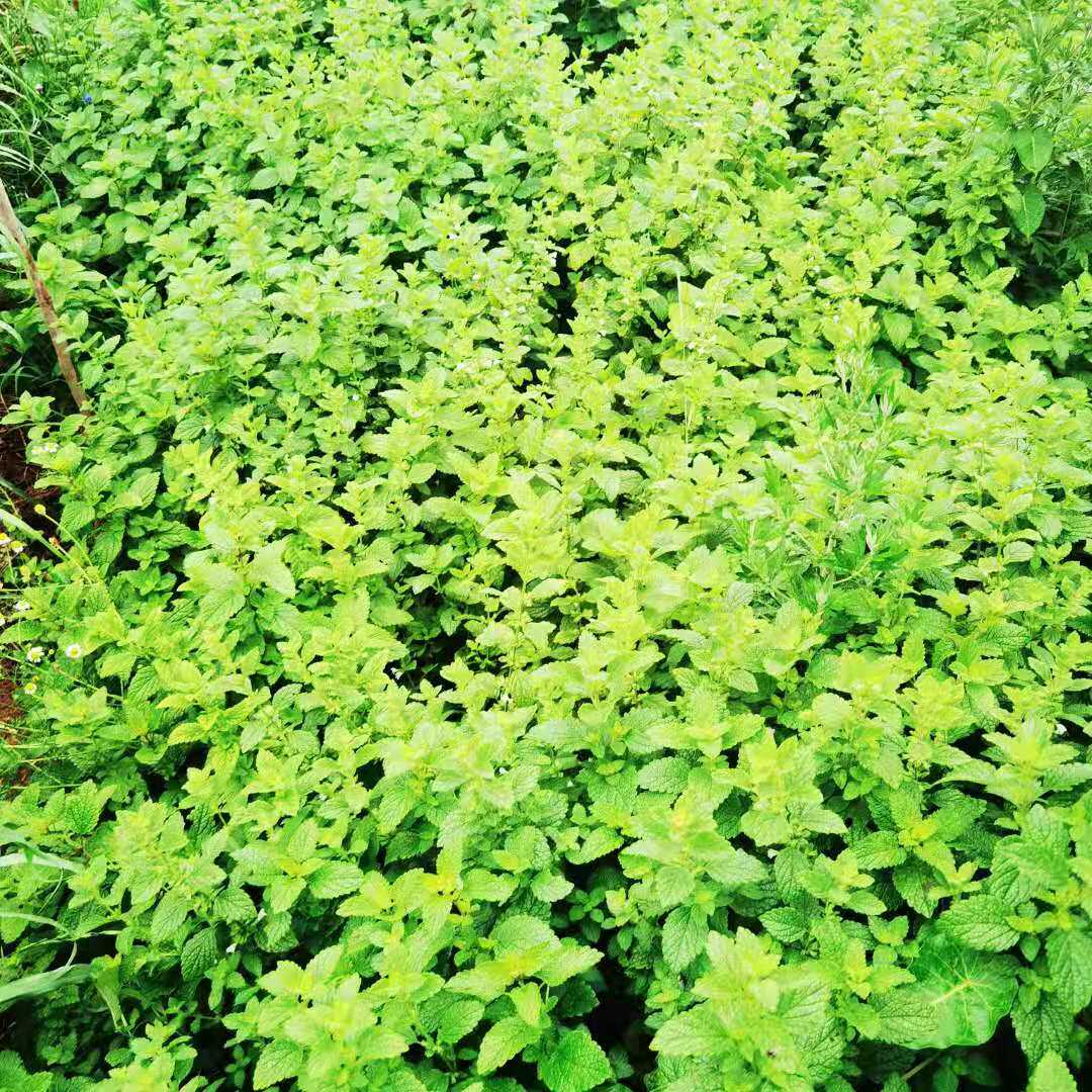 新鲜柠檬香蜂草鲜叶江浙沪京津5斤包邮普快腌制绿植