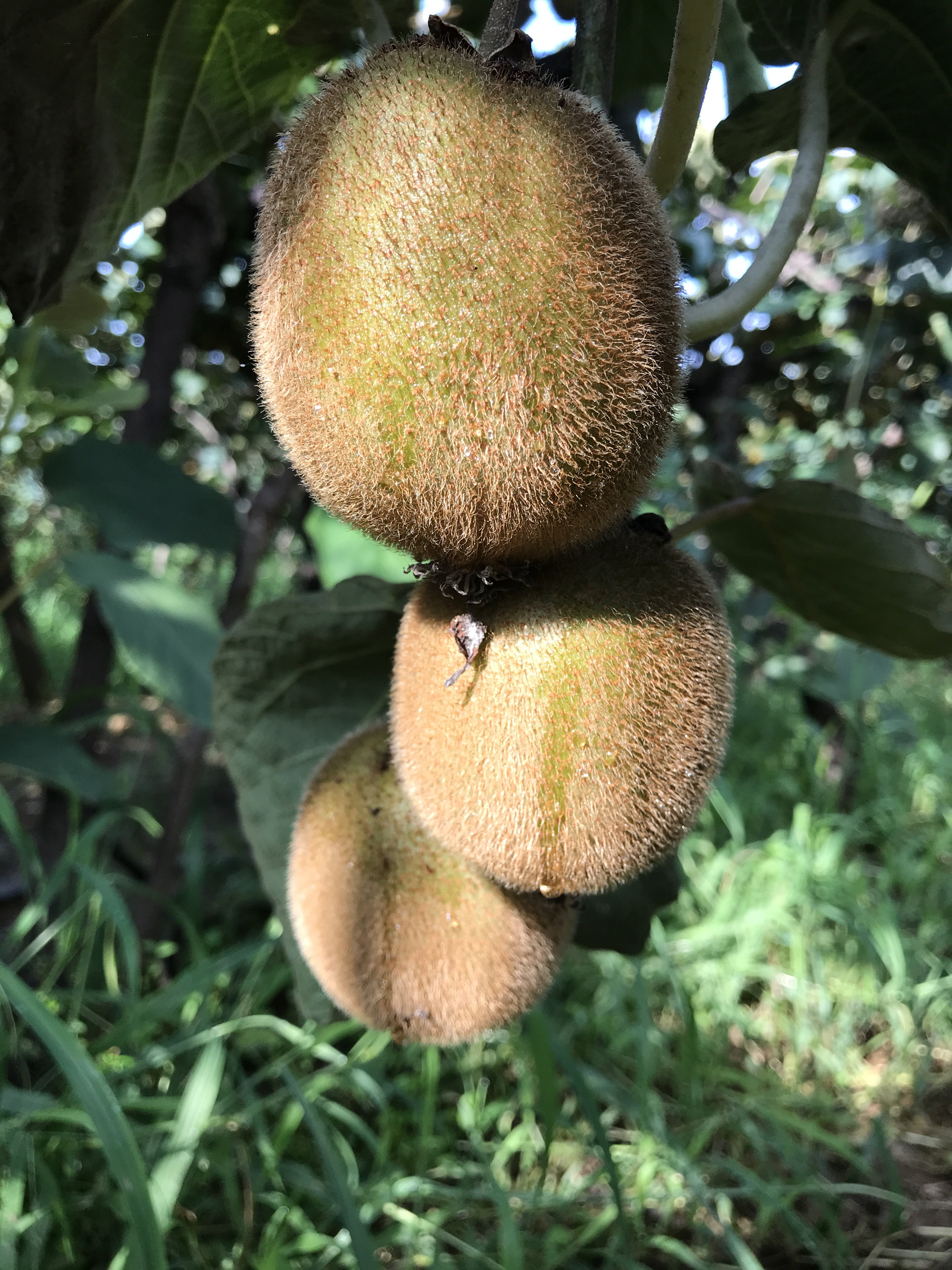 陕西秦岭山徐香猕猴桃绿心奇异果酸甜口应季新鲜新鲜奇异果