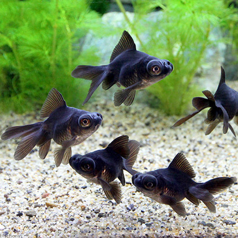 黑龙金鱼活鱼招财冷水淡水鱼好养耐活鸿运当头红狮鱼