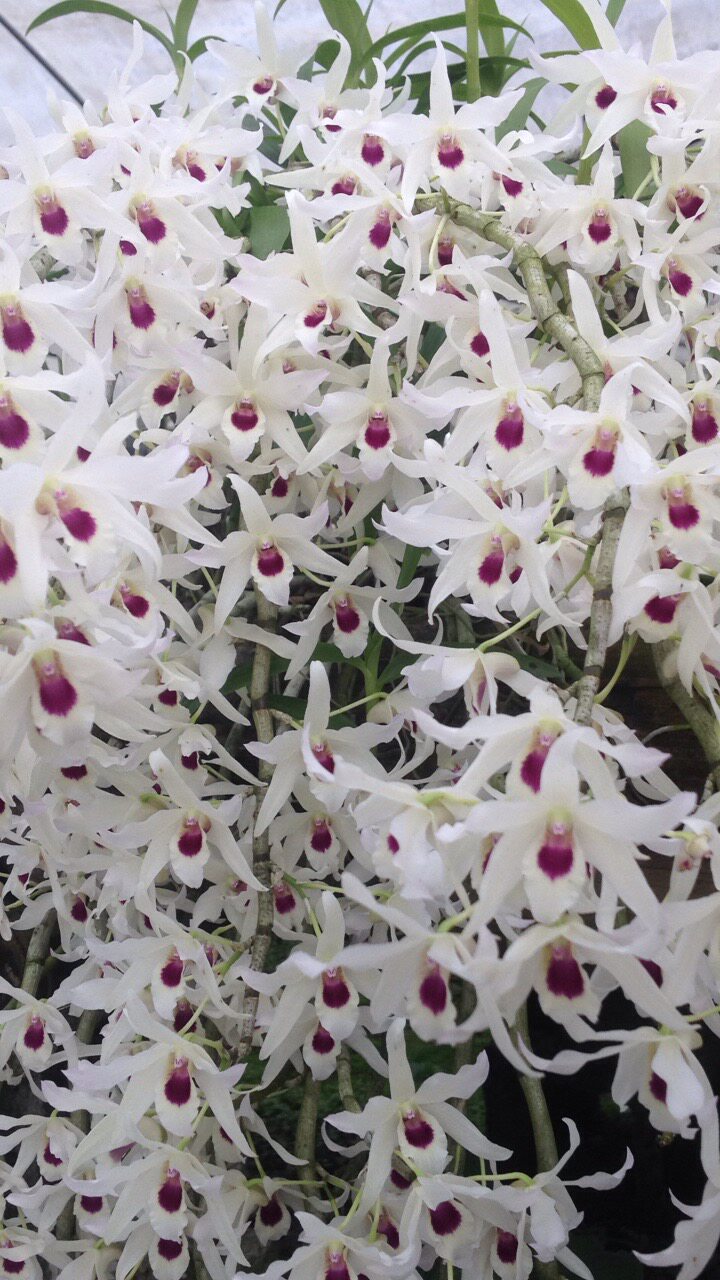 黑金石斛 易养易开花