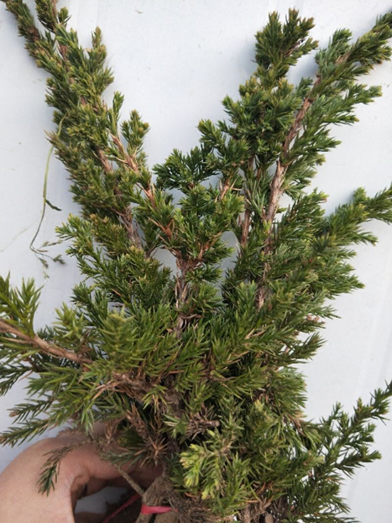 盆景家居饰品品地铺地柏苗微型松柏行道树绿化其他工艺饰品