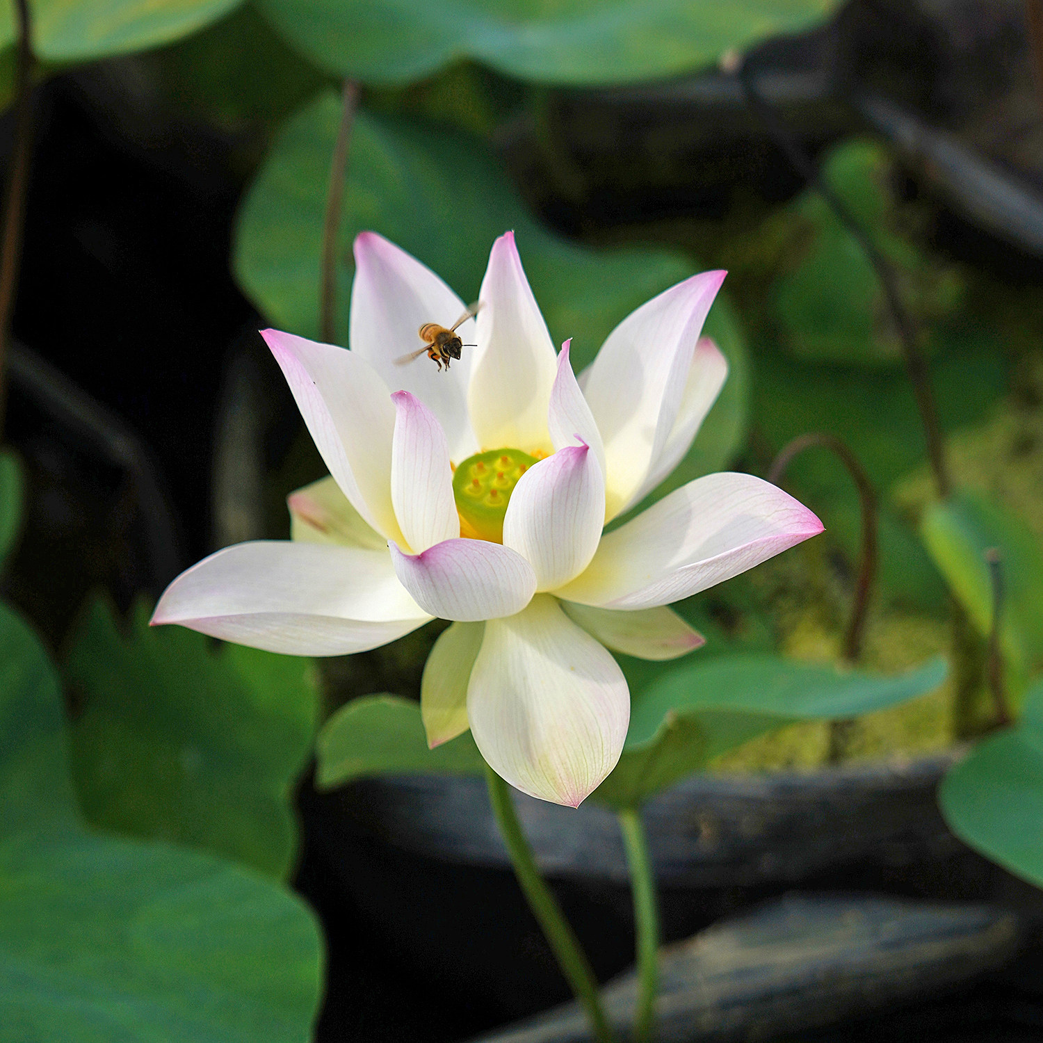 2021新品【静客思】周劲松盆栽荷花微型莲花碗莲种藕或小苗 - 周劲松