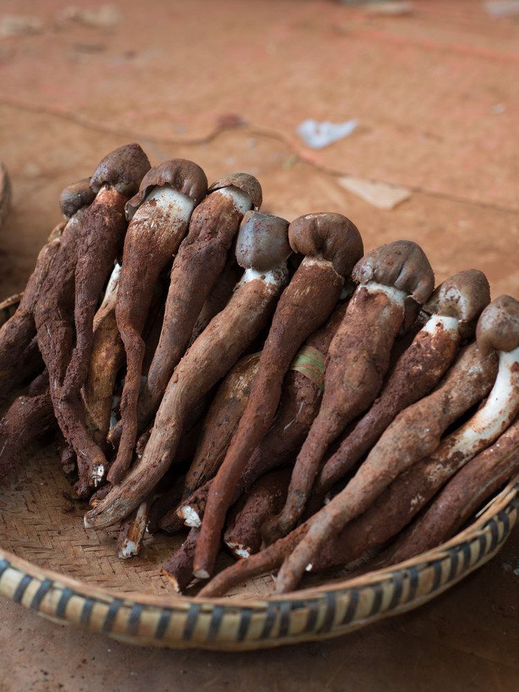 云南鸡枞新鲜野生500g特产火把鸡棕鸡纵蘑菇新鲜松茸
