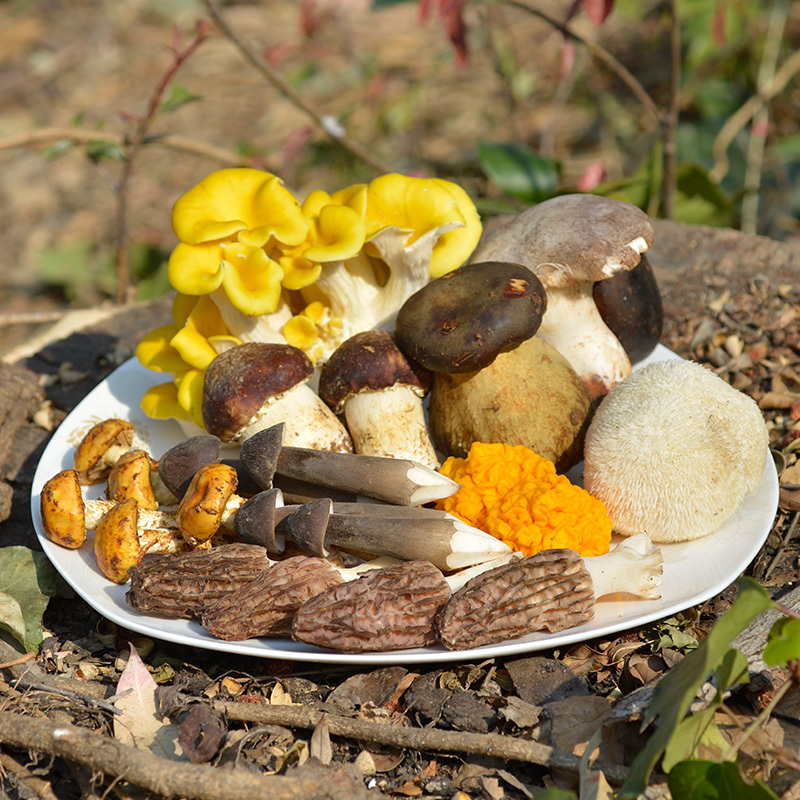 云南新鲜野生菌杂菌青头蘑菇食用菌火锅鸡枞牛肝菌新鲜松茸