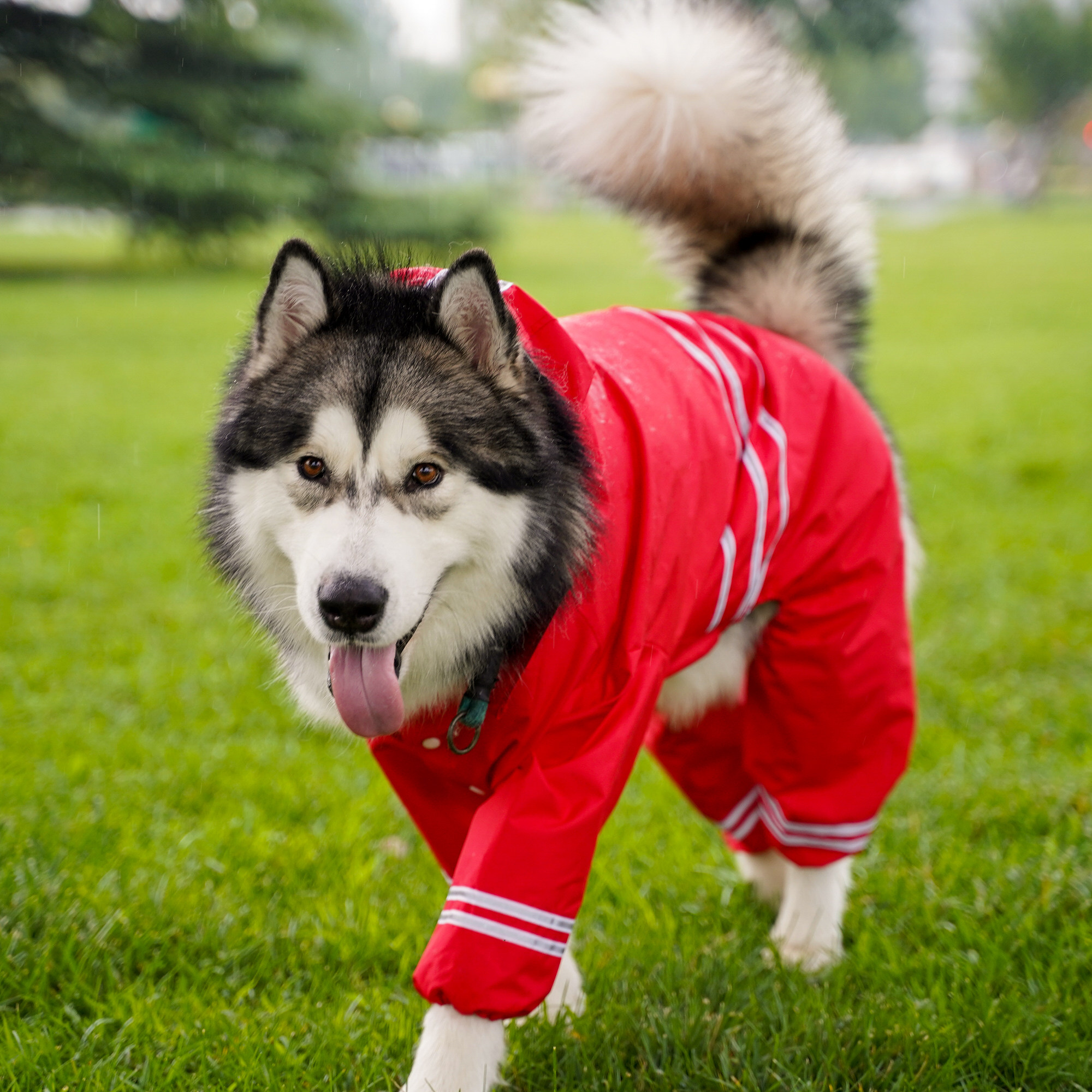 定制大狗雨衣四脚防水全包雨披大型金毛阿拉斯加狗宠物服装
