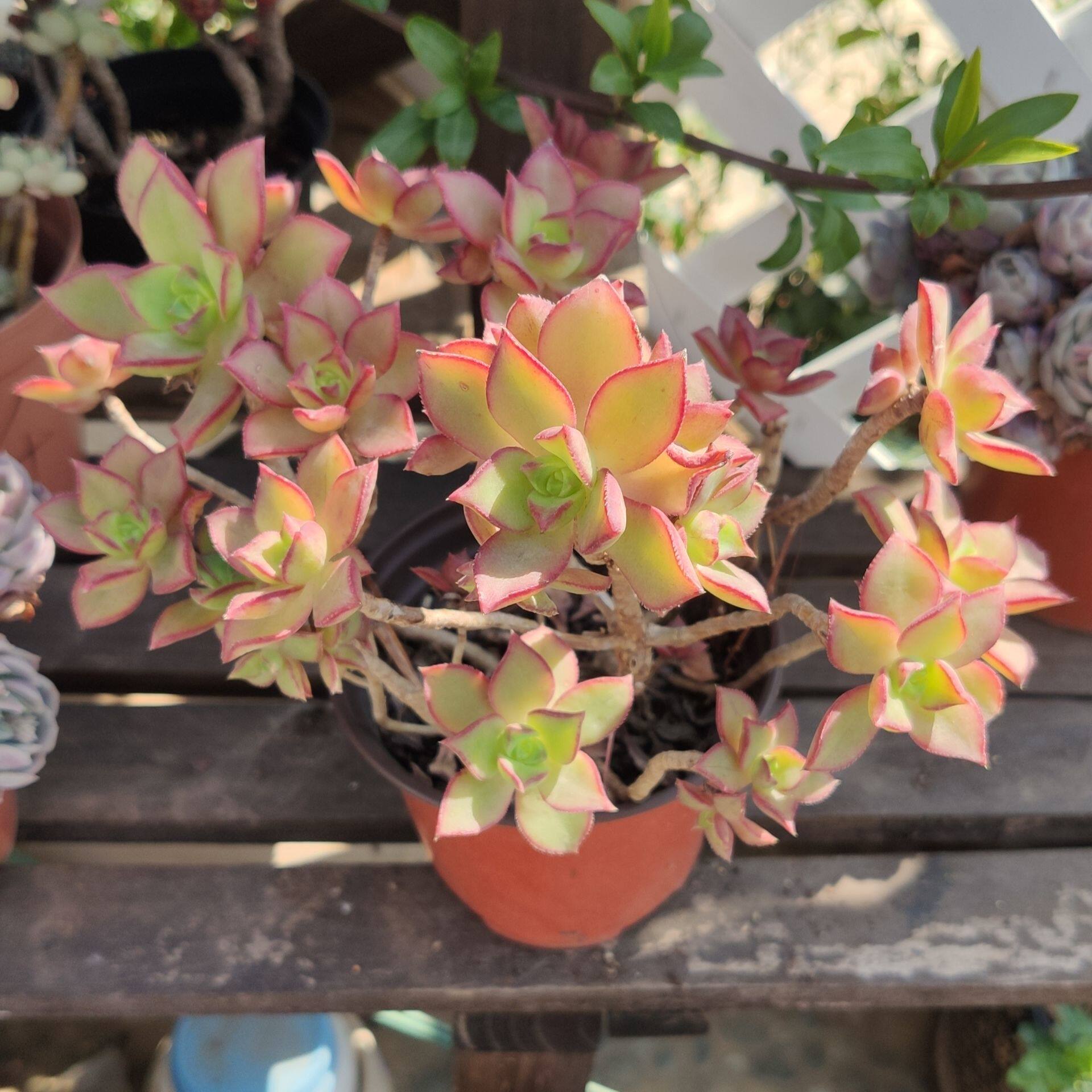 灿烂星爆黄中斑莲花掌属多头群生多肉植物一物多肉植物