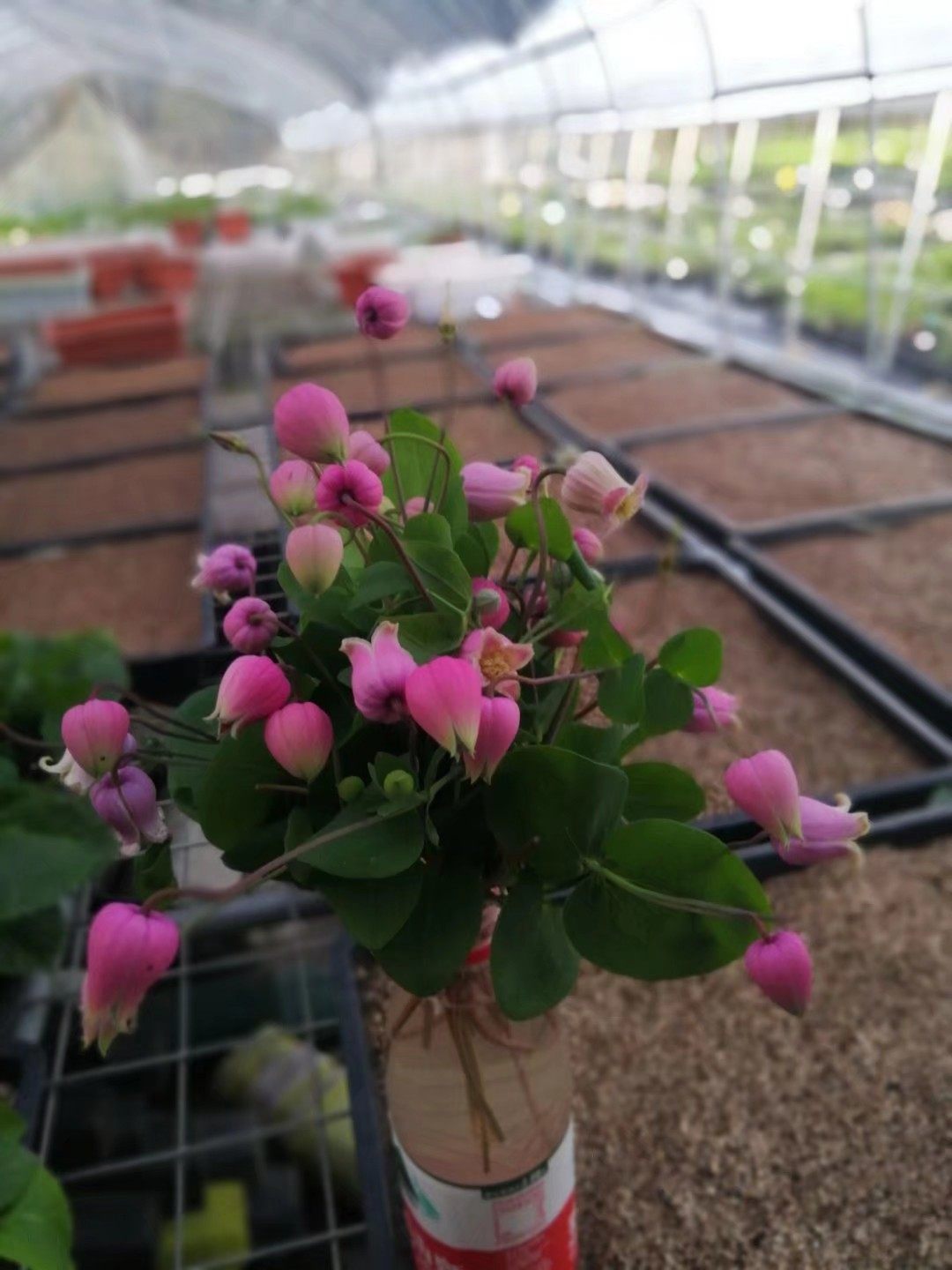 铃铛铁线莲胖子樱桃胭脂桃割押切情人节特价时令草本花卉