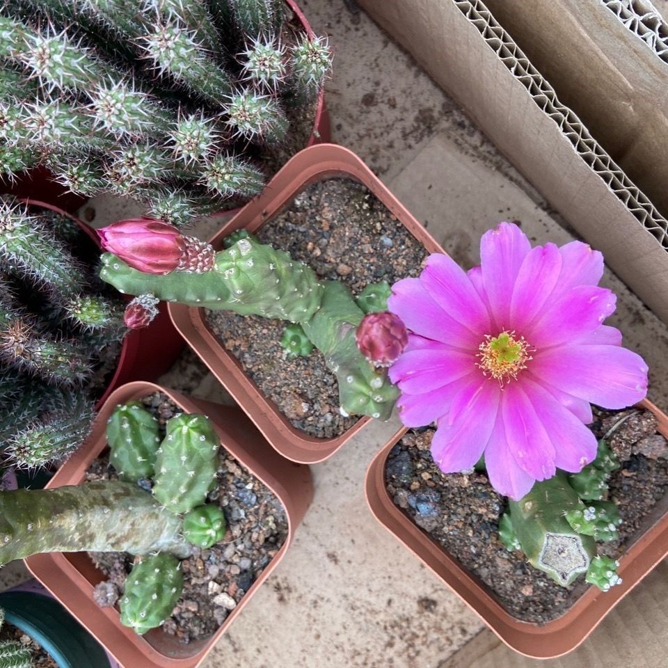 仙人掌盆栽仙人大号无刺桃太郎掌科鹿角柱属美花多肉植物