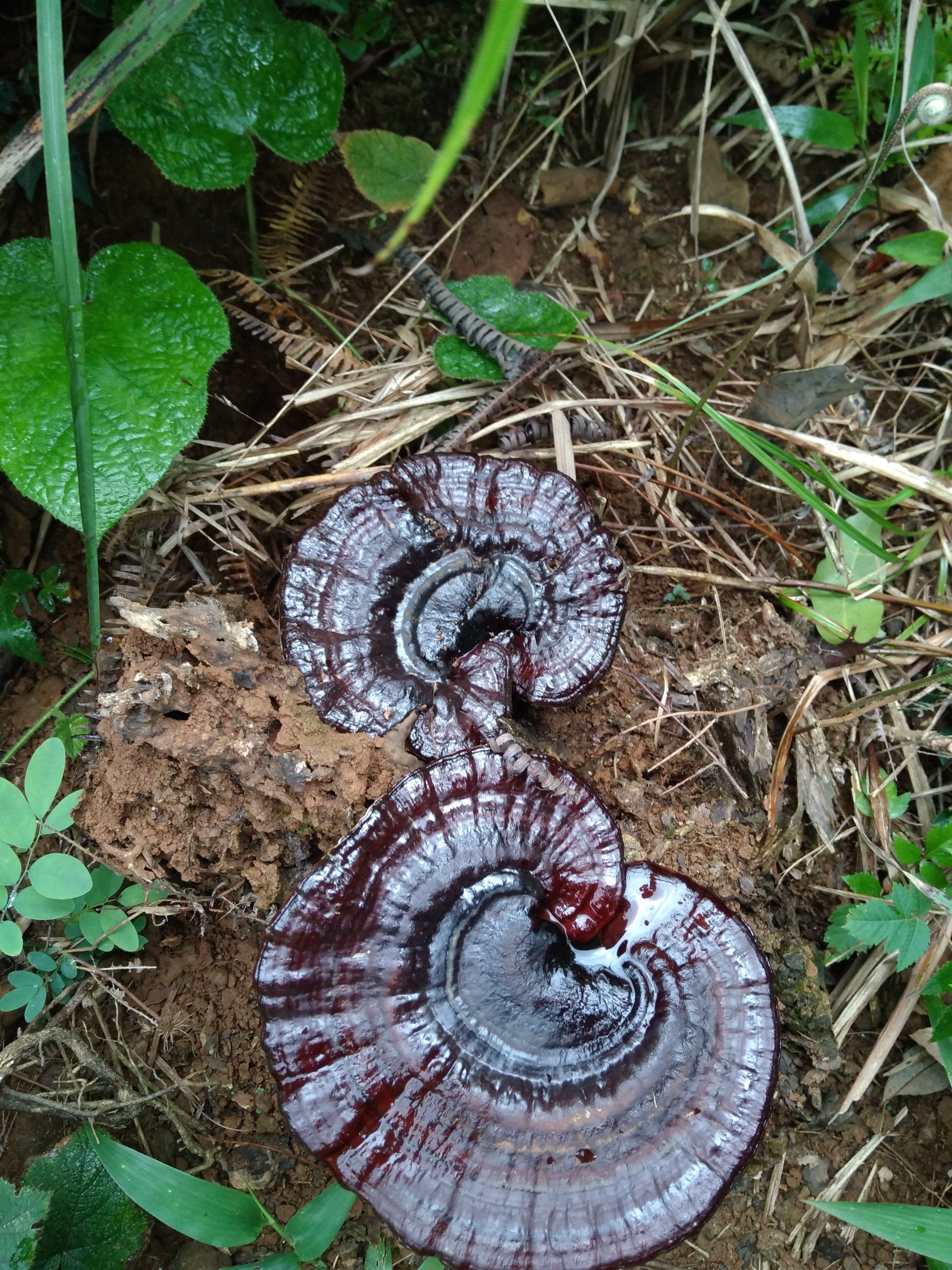 灵芝野生只做广东河源特产生紫250g包邮整枝灵芝