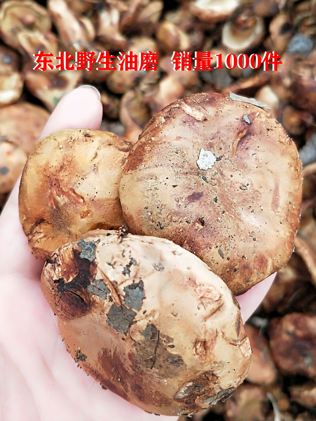 东北黑龙江野生生油蘑菇卤过新鲜杨树纯天然1500克新鲜松茸