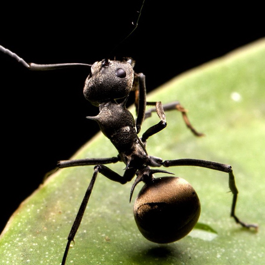 广西横县大黑蚂蚁 正宗野生拟黑多刺蚁 送泡酒袋蚂蚁贴 250克