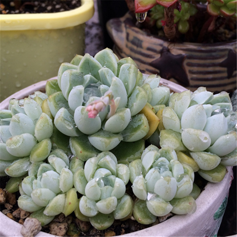 月影厚叶阿尔卑斯多头群生多肉一物一拍阿尔巴美尼月多肉植物