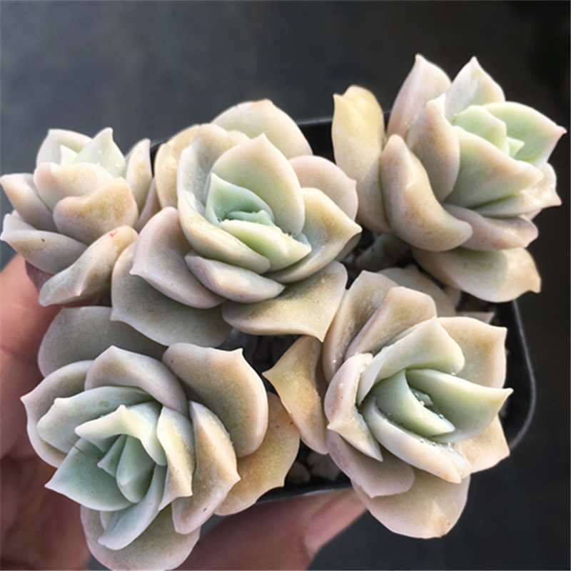 可爱玫瑰多头群生花状多肉植物一物一拍大棚多肉植物