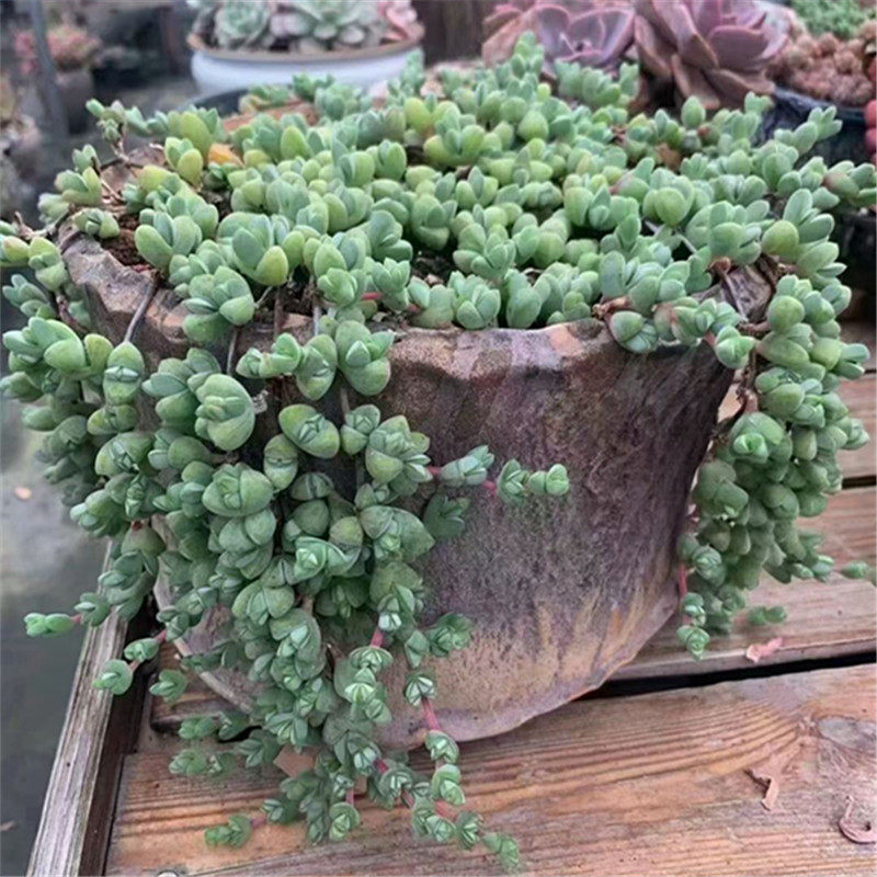 碧玉莲番杏科多肉植物垂钓型造型盆栽一物一拍大棚创意迷你植物