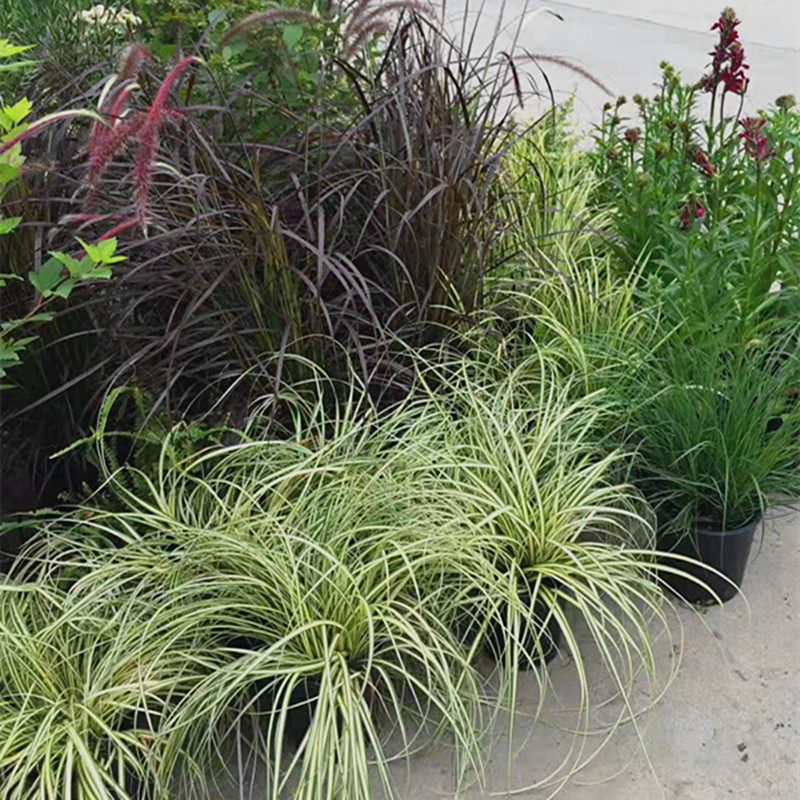 苔草花镜植物金叶埃弗里斯特庭院多年生宿根观赏绿植