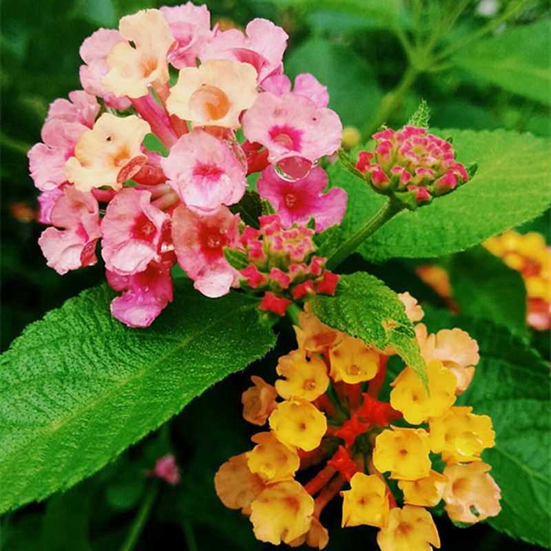 五色成品盆栽五色花绿植庭院四季开花多年生木本绿植