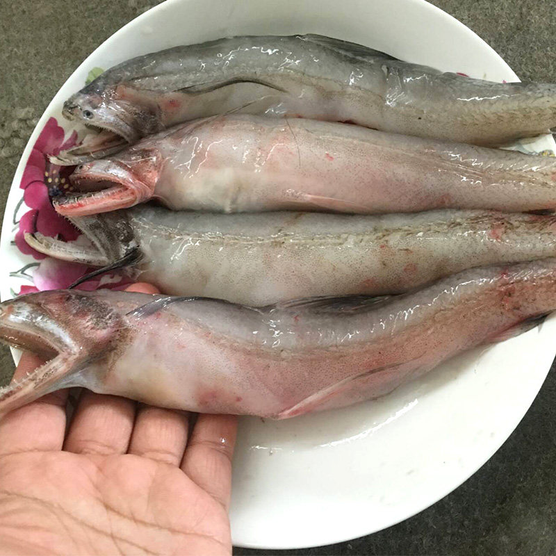 冷冻海鲜 新鲜九肚鱼500g龙头鱼豆腐鱼水龙鱼水潺鱼无骨忒鱼包邮