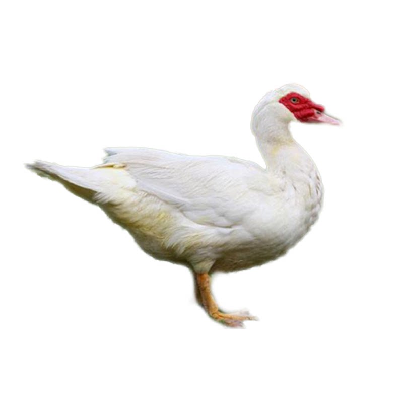 番鸭洋鸭现杀毛重10斤杀好净重8斤生态散养红头鸭