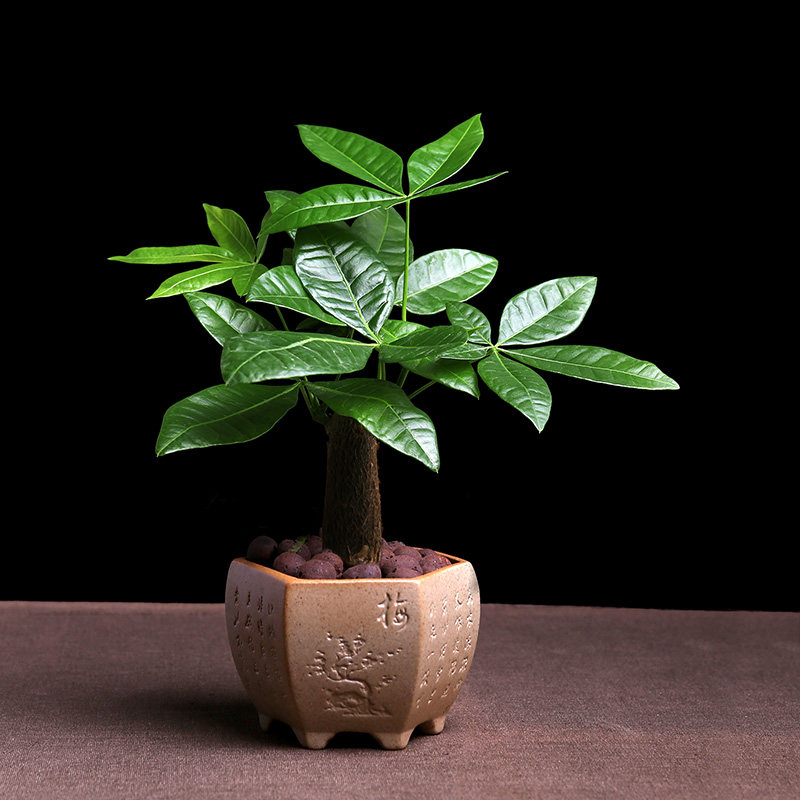 发财树盆栽小盆景植物室内四季常青绿植客厅办公室盆栽花卉招财树