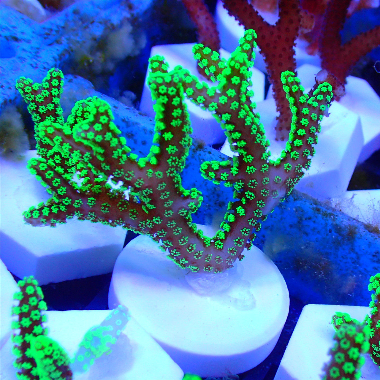 南太绿鸟 鸟巢 新手易养 海缸活体珊瑚硬骨sps断枝顺丰空运 - 痕风的