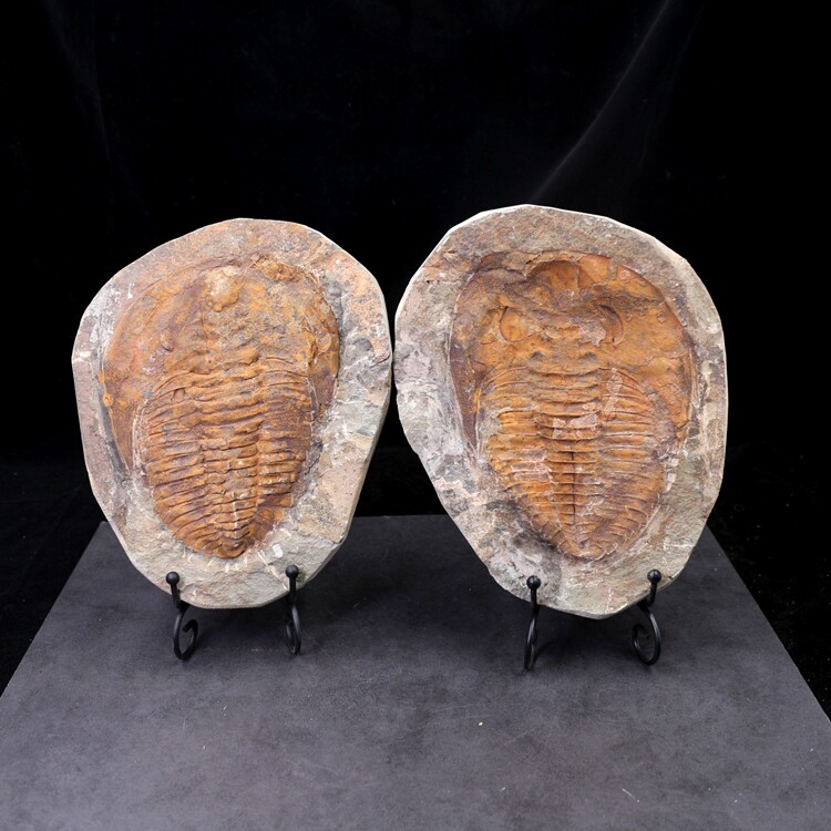 化石三叶虫天然摩洛哥原石泥盆纪大三古生物教学标本摆件
