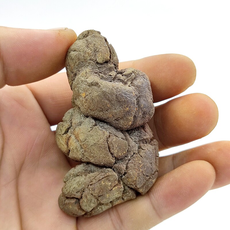 粪便化石辽西天然古生物动物原石观赏奇石摆件摆件