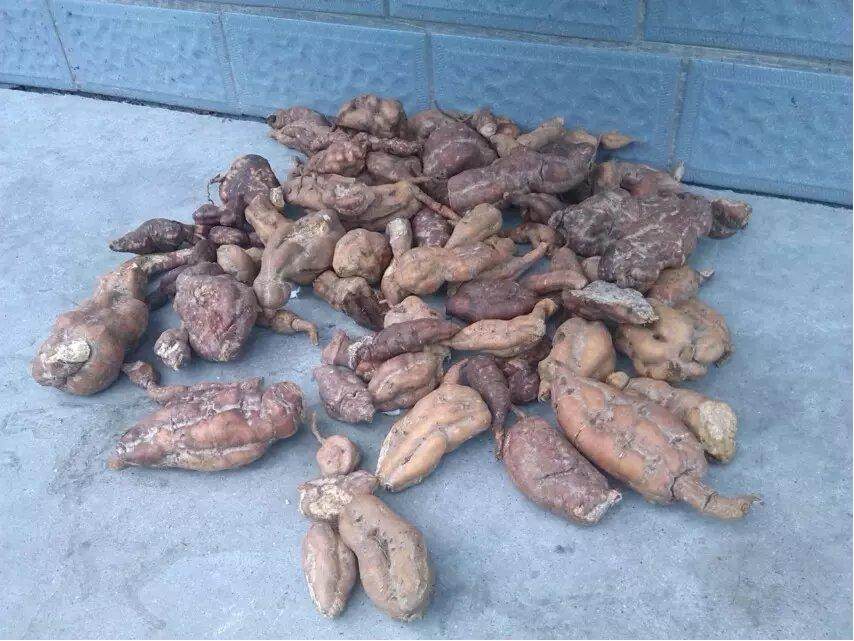 九蒸何首乌天然野生黑豆豆汁熬制伏牛山农家手工制何首乌