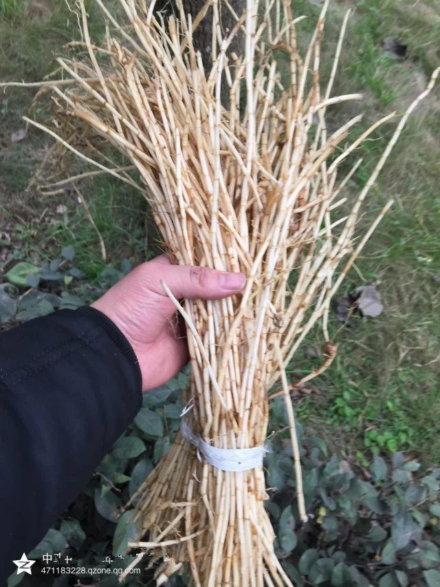 中药材新鲜白茅根毛草根甜草根丝茅草根清热血热肺热凉血