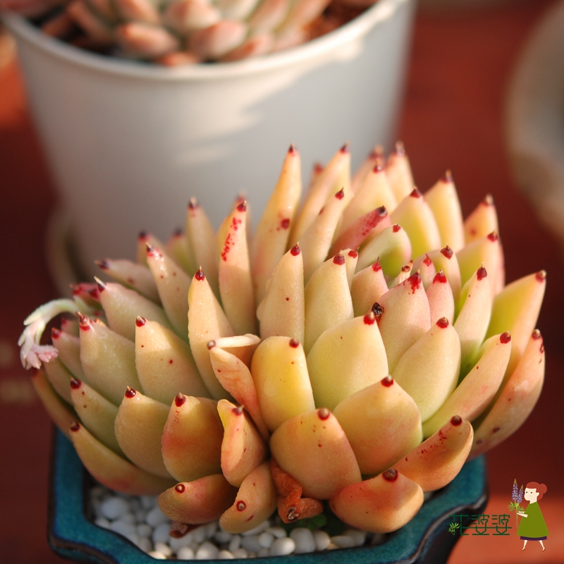 多肉米兰达东云黄金玛利亚植物开挂区婆婆多肉植物