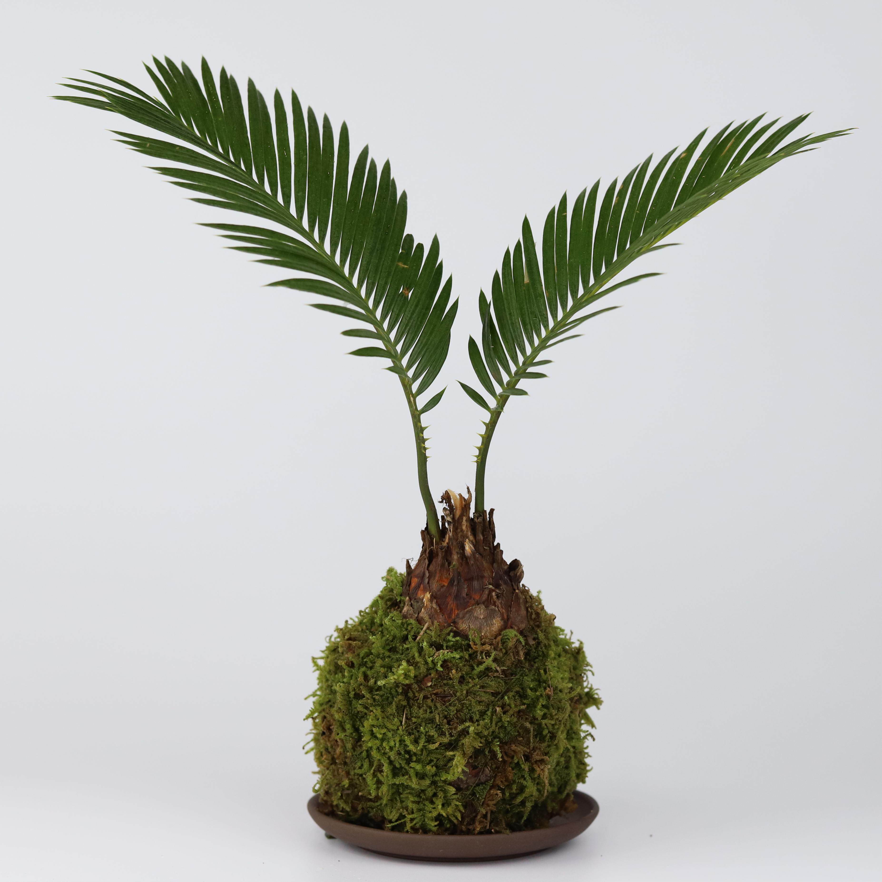 苔藓苏铁室内绿植易活书房禅意办公室客厅净化空气绿植