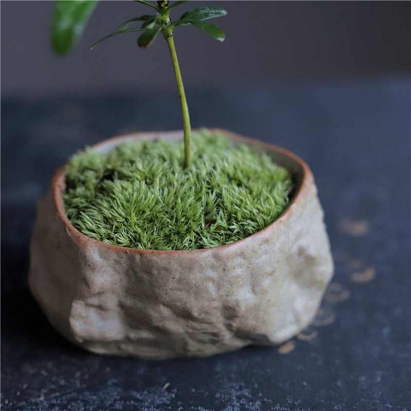 海岛好养叶绿植景观宝盆掌中宝掌中植物迷你拇指造型盆景