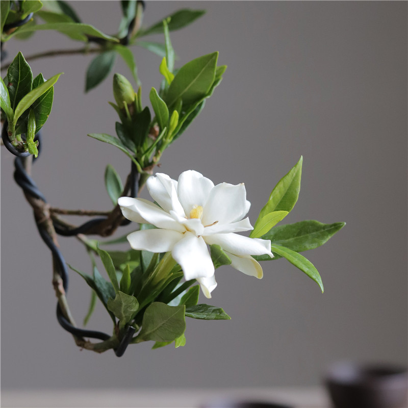栀子花飘枝悬崖造型盆景室内客厅书房四季花卉绿植