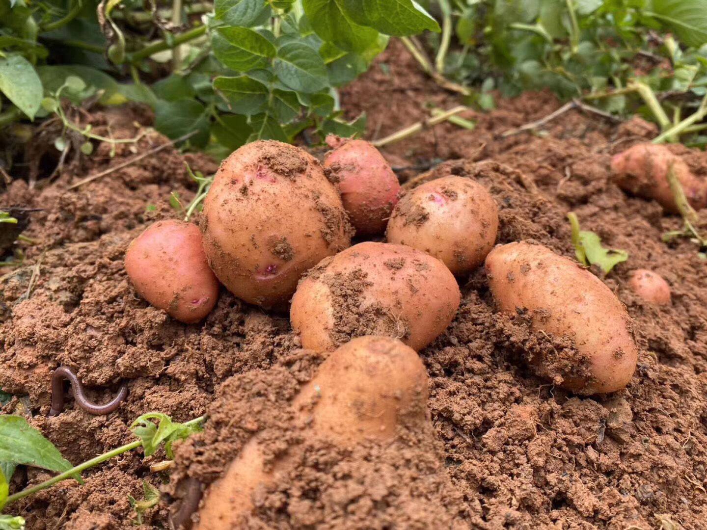 云南南红皮黄小土豆新鲜现挖包维生素马铃薯高原洋芋土豆
