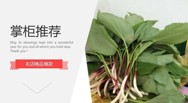 野生天蒜纯野高山3件包邮野菜山菜茖葱寒葱大蒜