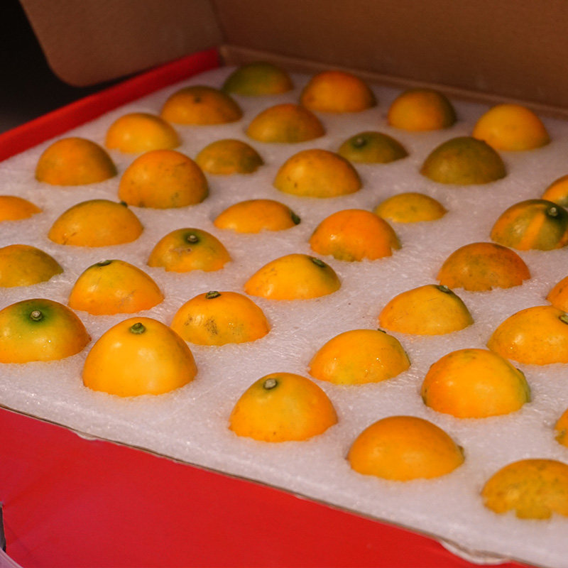 金桔广西融安脆蜜大果脆皮滑皮小金新鲜特产桔子