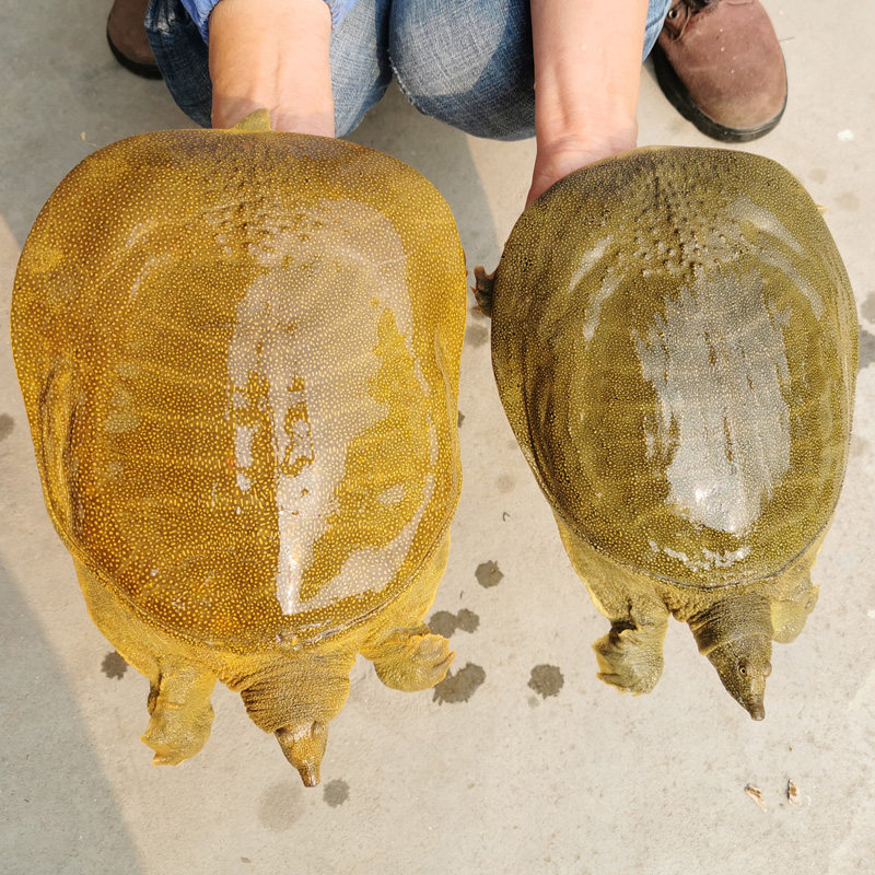 6斤团鱼脚青黄食用王八老王中华鲜活大水生态甲鱼