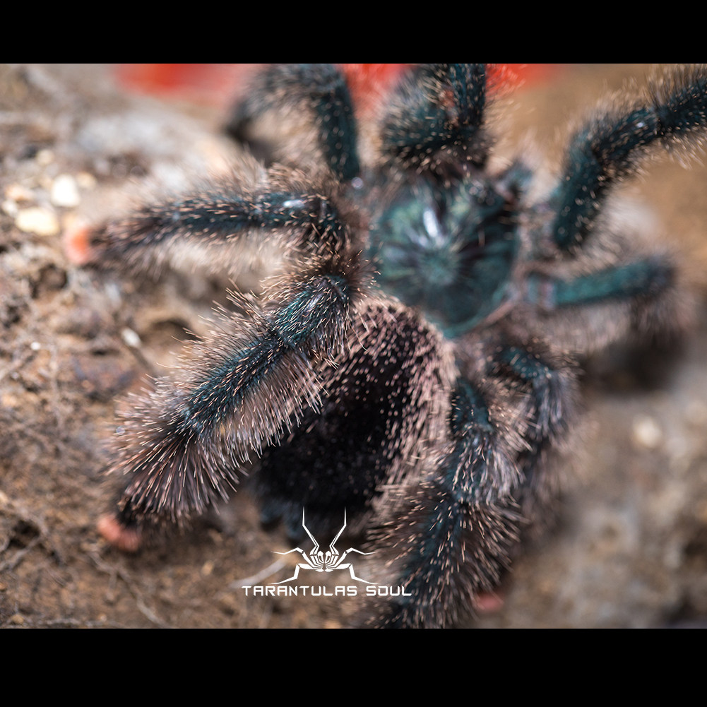 粉趾巨人圭亚那ts爬魂宠物大型温顺蜘蛛