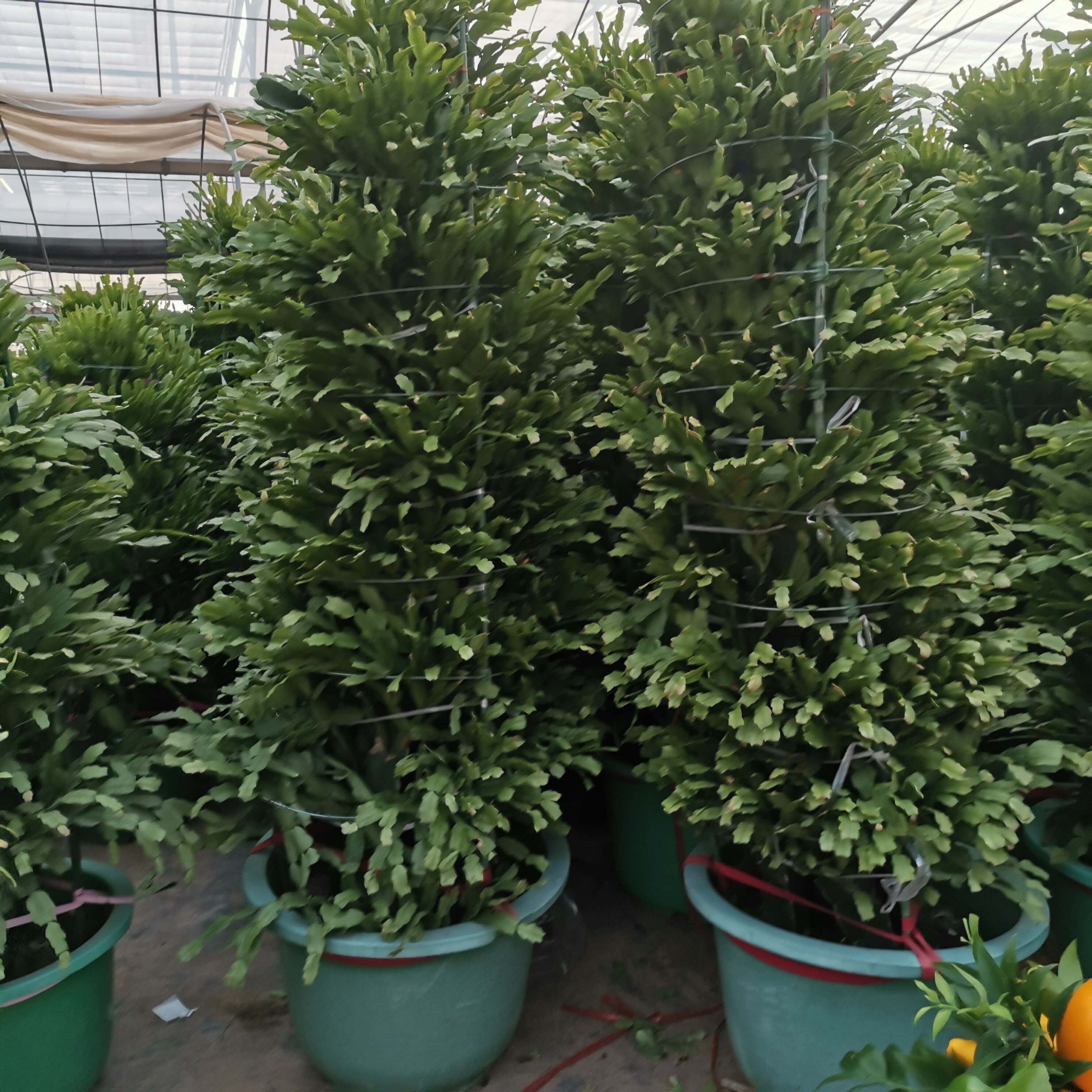 嫁接多年生长龙骨锦上添花仙人掌蟹爪盆栽花卉