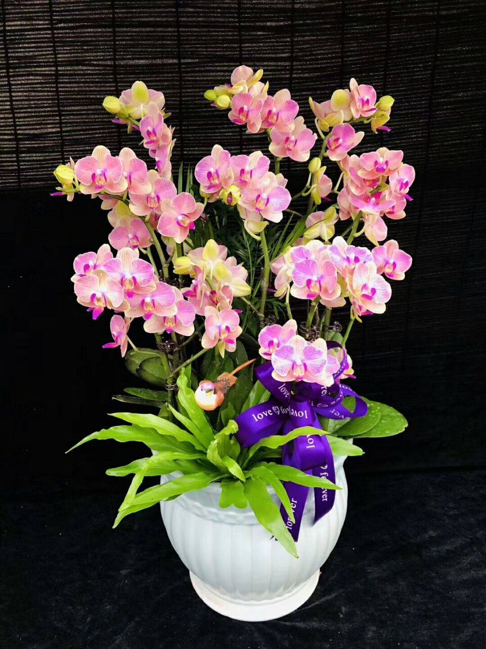 送花蝴蝶兰盆栽栽花10株年宵花卉节日乔迁开张时令草本花卉