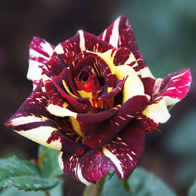 流星雨月季月季花花苗多年生花卉阳台盆栽植物四季时令草本花卉