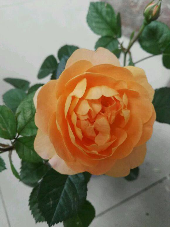 太阳王阳台 月季花苗 大花微月室外花卉盆栽植物耐热耐晒抗病新手