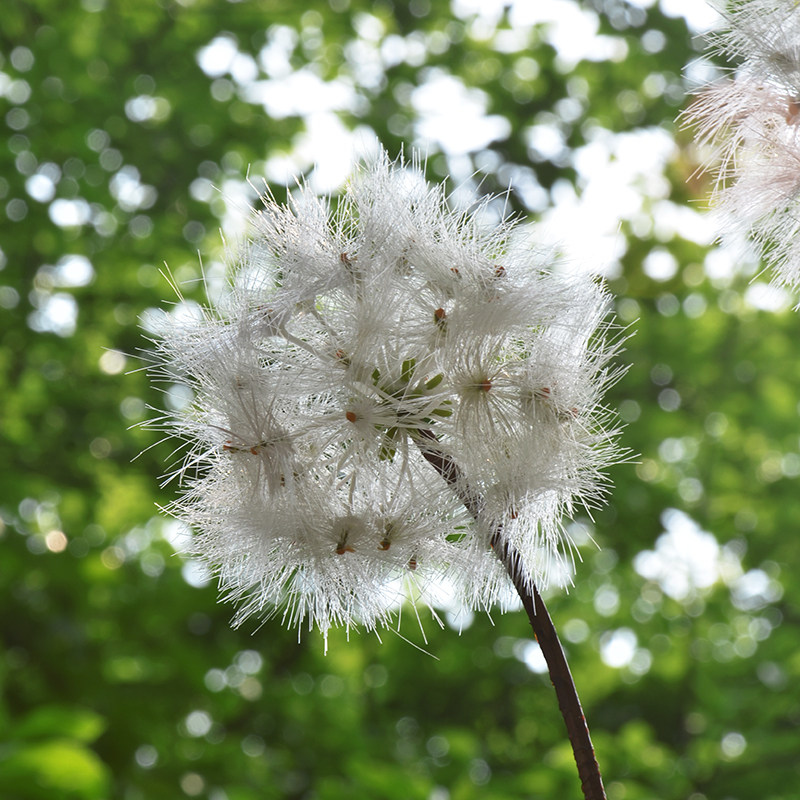 蒲公英仿真花假客厅落地摆件花卉北欧装饰花艺仿真花