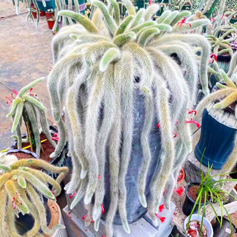 多肉九尾狐长毛尾巴货多植物基地花卉绿植肉肉多肉植物