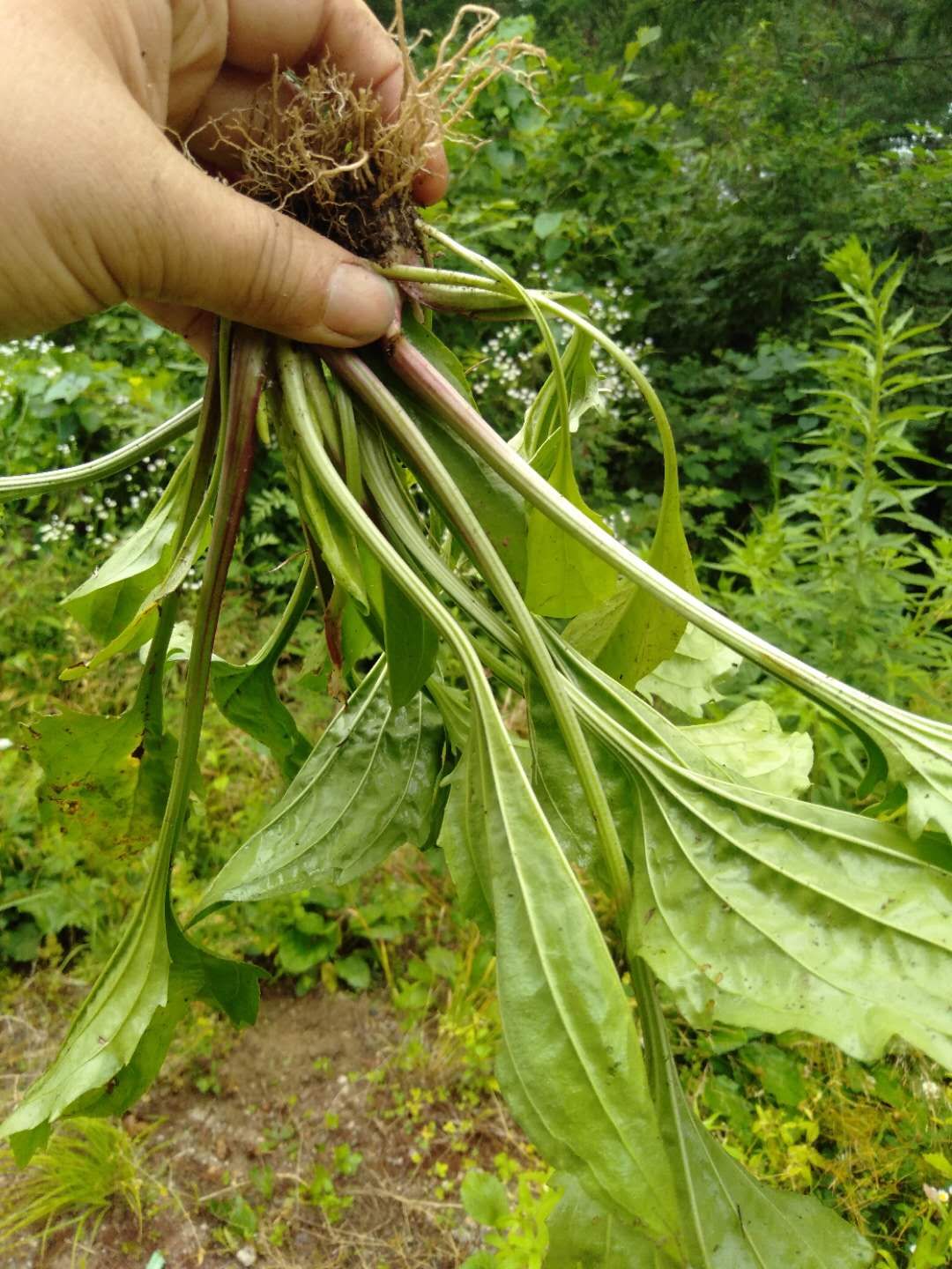 车前草东北长白山野生中药材干货车轱辘菜非猪牙150克包其他药食同源