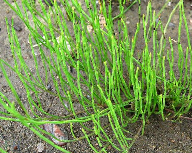 长白山野生问荆草竹节草扁竹草 接骨草高寒地区药效大100克包邮