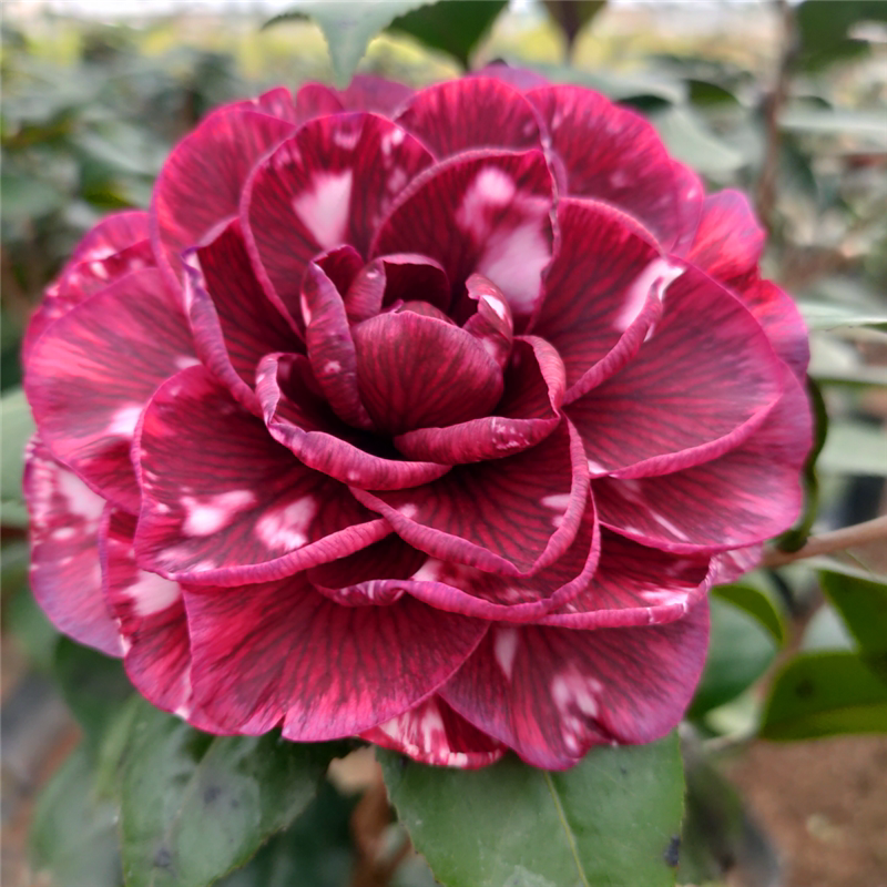 贝拉红叶纯色花色紫色阳台茶花盆栽绿植花卉时令草本花卉