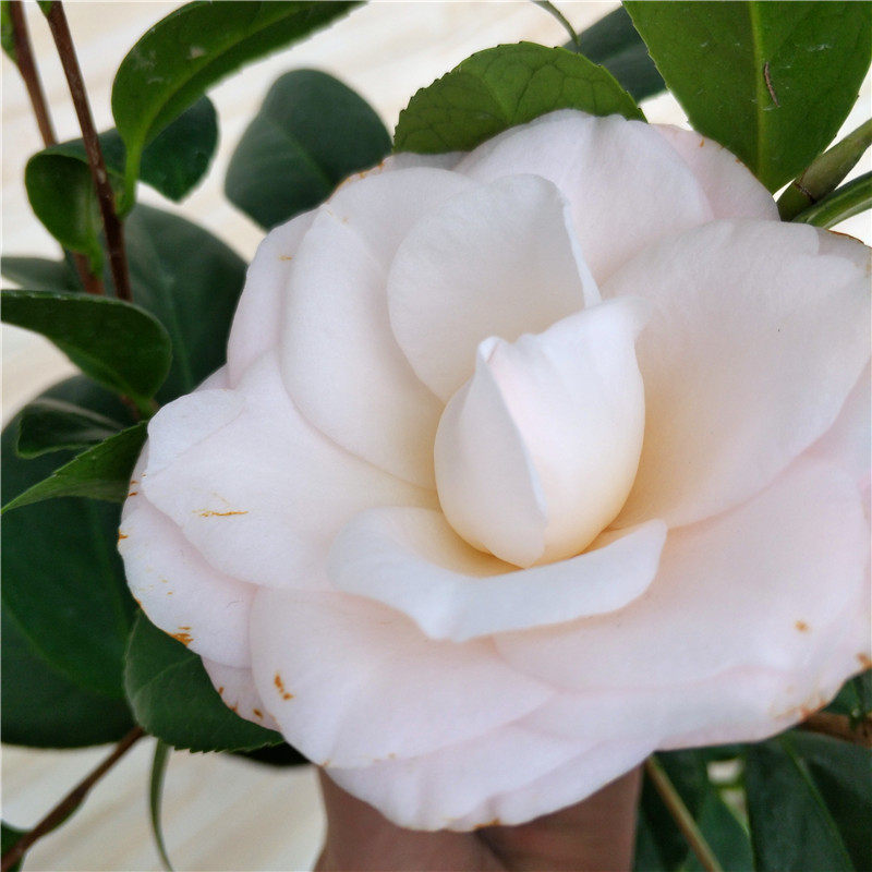 童子面茶花树苗盆栽树苗云南名茶粉色白色山茶花卉绿植阳台庭院