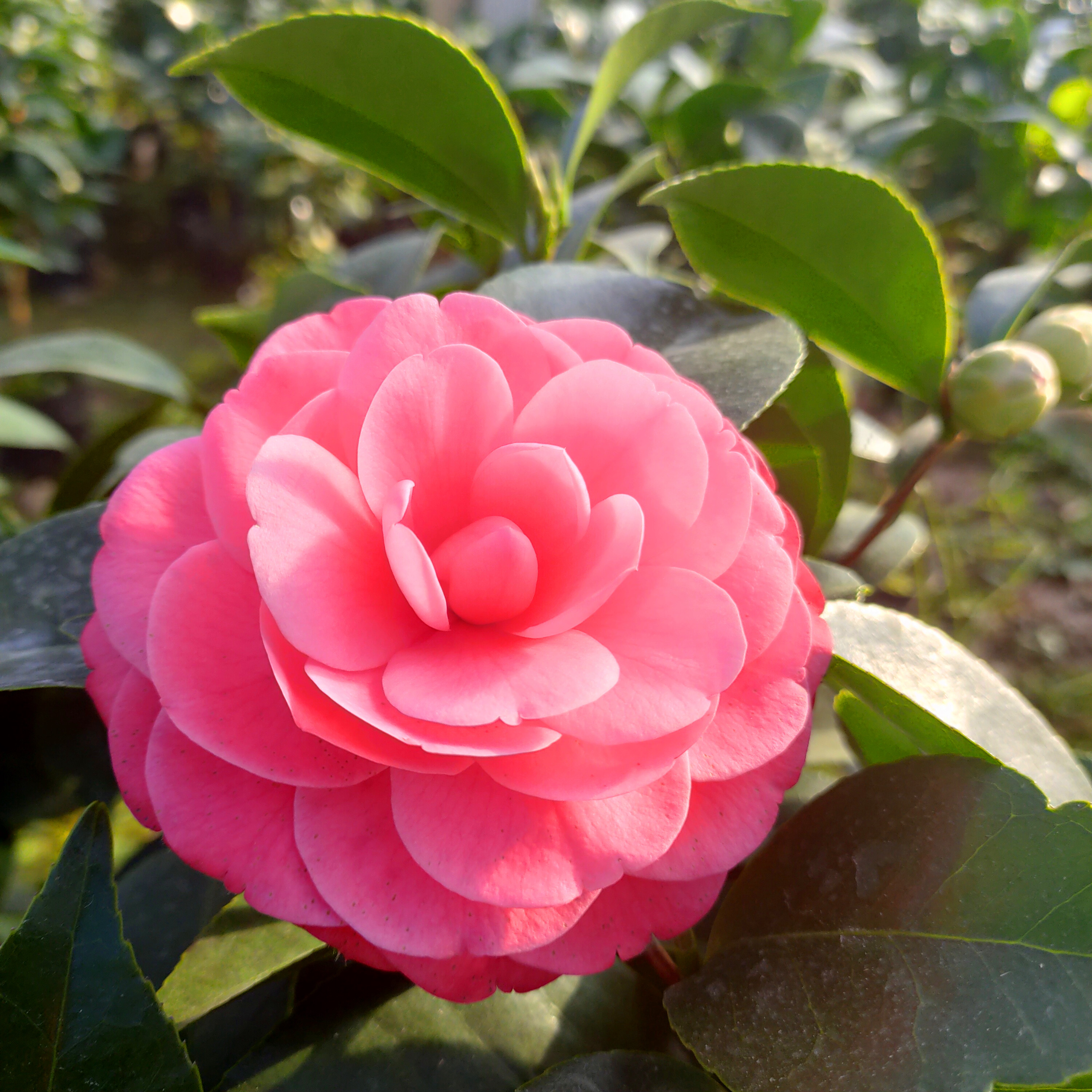 红玉茶花花苗盆栽山茶花花苞罕见品种植物绿植时令草本花卉