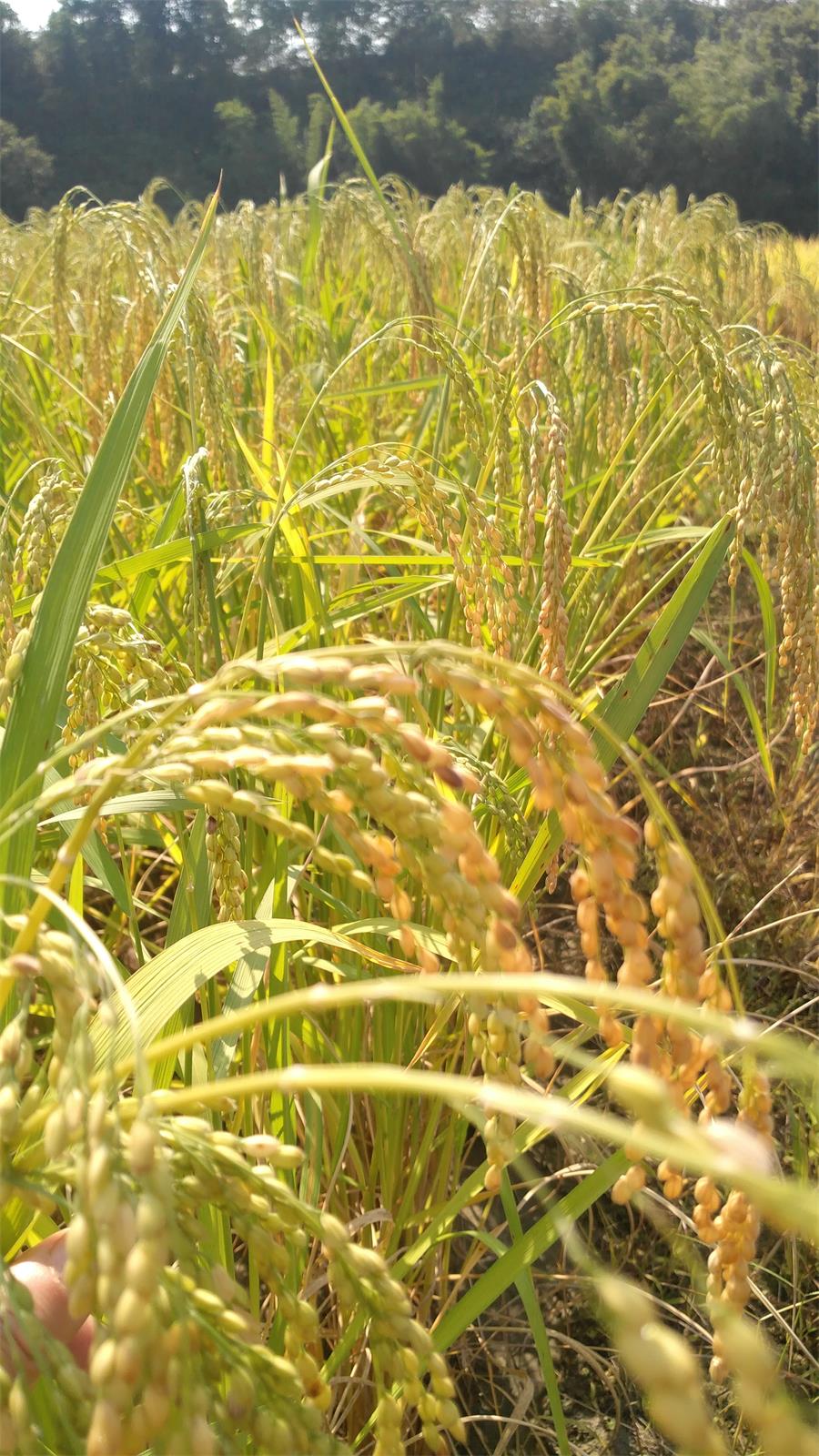 包邮促销 贵州带壳糯米稻谷500g香禾糯谷子搬新爆米花婚庆糯爆