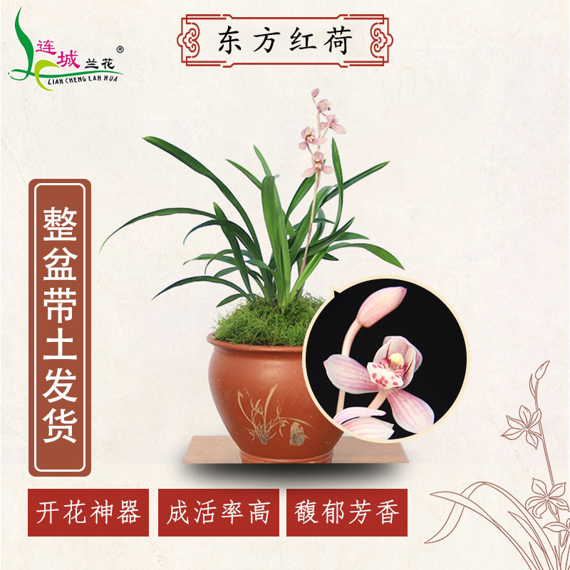 连城兰花建兰四季东方红市长红带红花花苞易活好时令草本花卉